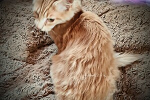 Hayco (kater): het begin 12 mei 2021