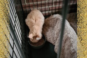 een bange kater, in bench om te wennen