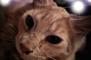 Hayco (kater): het begin 12 mei 2021