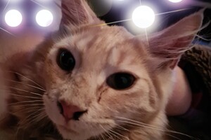 Hayco (kater): het begin 12 mei 2021