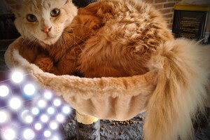 Hayco (kater): het begin 12 mei 2021