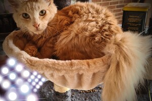 Hayco (kater): het begin 12 mei 2021