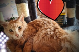 Hayco (kater): het begin 12 mei 2021