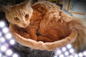 Hayco (kater): het begin 12 mei 2021