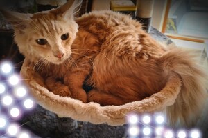 Hayco (kater): het begin 12 mei 2021