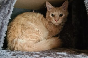 Hayco (kater): het begin 12 mei 2021