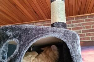 Hayco (kater): het begin 12 mei 2021