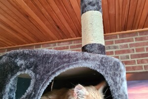 Hayco (kater): het begin 12 mei 2021