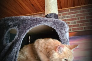 Hayco (kater): het begin 12 mei 2021