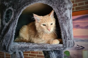 Hayco (kater): het begin 12 mei 2021