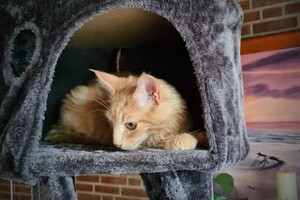 Hayco (kater): het begin 12 mei 2021