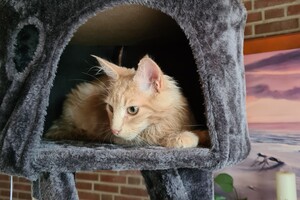 Hayco (kater): het begin 12 mei 2021