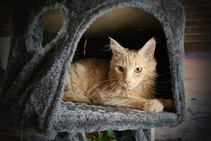 Hayco (kater): het begin 12 mei 2021