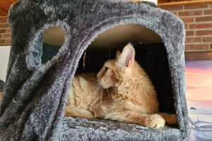 Hayco (kater): het begin 12 mei 2021