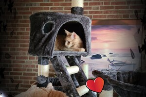 Hayco (kater): het begin 12 mei 2021