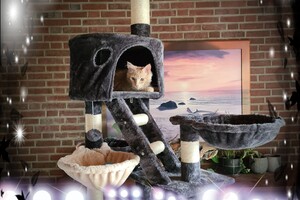 Hayco (kater): het begin 12 mei 2021