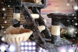 Hayco (kater): het begin 12 mei 2021