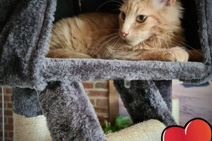 Hayco (kater): het begin 12 mei 2021