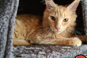 Hayco (kater): het begin 12 mei 2021