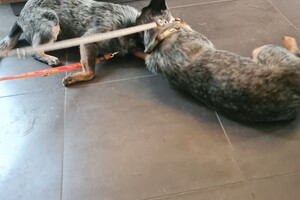 Onze honden - per 25 juni 2021