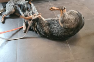 Onze honden - per 25 juni 2021