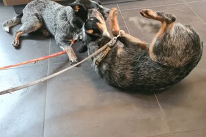 Onze honden - per 25 juni 2021