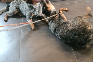 Onze honden - per 25 juni 2021