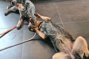 Onze honden - per 25 juni 2021