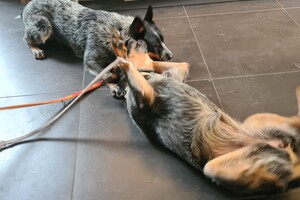 Onze honden - per 25 juni 2021