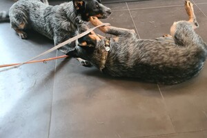 Onze honden - per 25 juni 2021