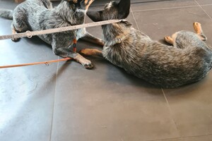 Onze honden - per 25 juni 2021