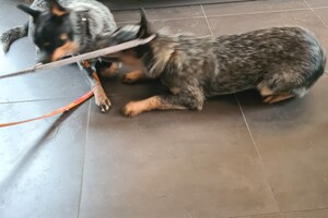 Onze honden - per 25 juni 2021