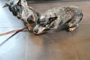 Onze honden - per 25 juni 2021