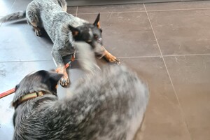 Onze honden - per 25 juni 2021