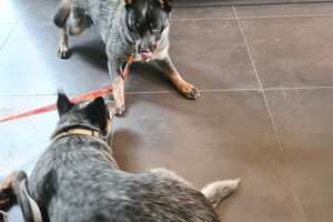 Onze honden - per 25 juni 2021