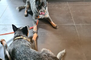 Onze honden - per 25 juni 2021