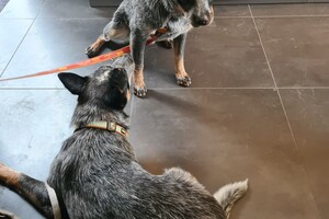 Onze honden - per 25 juni 2021