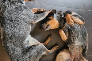 Onze honden - per 25 juni 2021