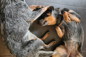 Onze honden - per 25 juni 2021