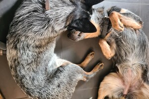 Onze honden - per 25 juni 2021