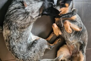 Onze honden - per 25 juni 2021