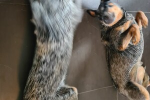 Onze honden - per 25 juni 2021