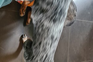 Onze honden - per 25 juni 2021