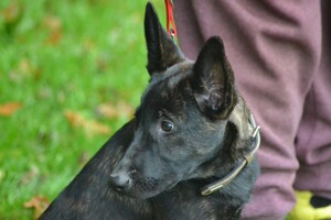 Vida en Bucky: hondenschool