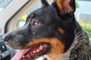 Izzy: in de auto mee