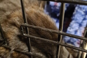 (23 augustus) Bucky Hollandse Herder