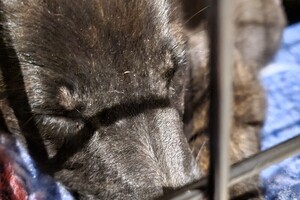 (23 augustus) Bucky Hollandse Herder