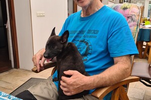 (23 augustus) Bucky Hollandse Herder