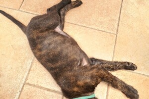 (23 augustus) Bucky Hollandse Herder