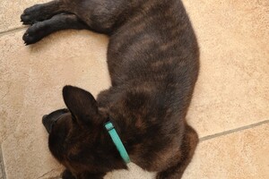 (23 augustus) Bucky Hollandse Herder